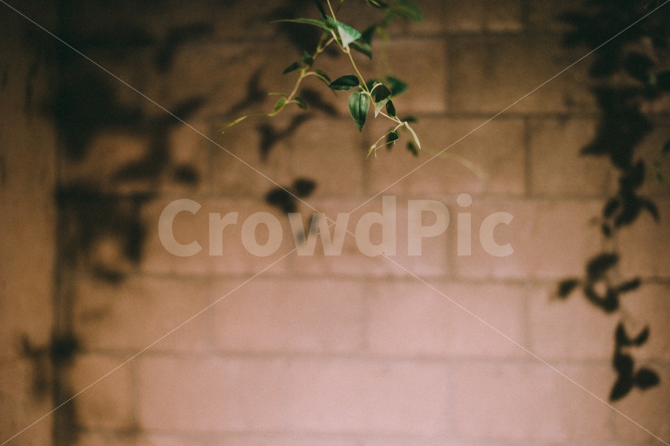 그림자,일상,감성,스냅,빛,식물,자연,plants,nature,감성,sensible,feeling