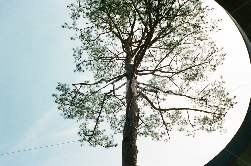 나무,tree,식물,plant,하늘,식물,자연,plants,nature,나무,trees,wood