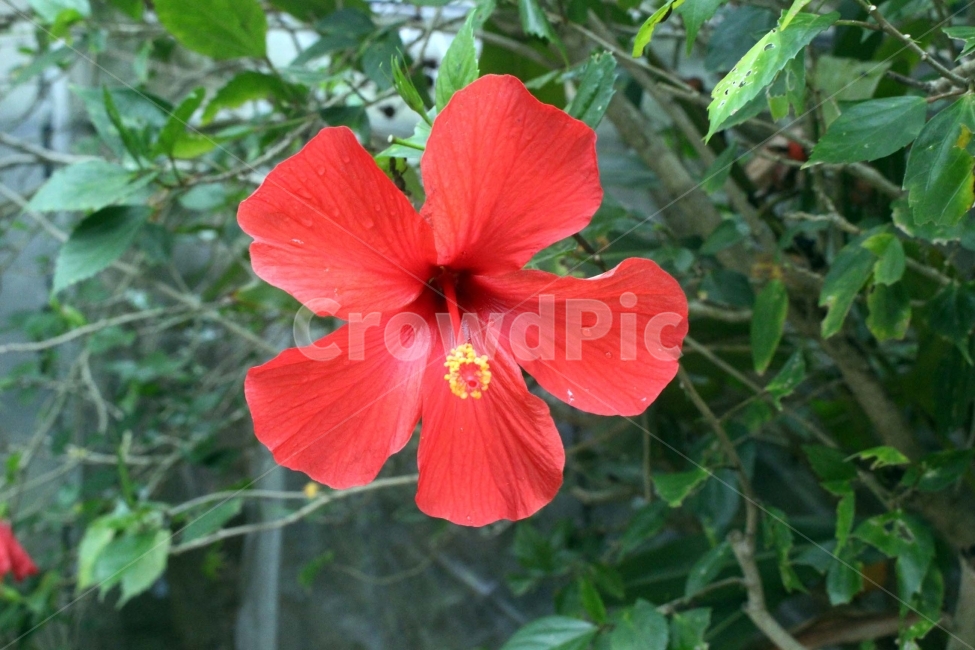 꽃,식물,꽃잎,flower,green,식물원,숲,수술,빨간색,빨간꽃,자연,야생식물,식물,자연,plants,nature,꽃,flower