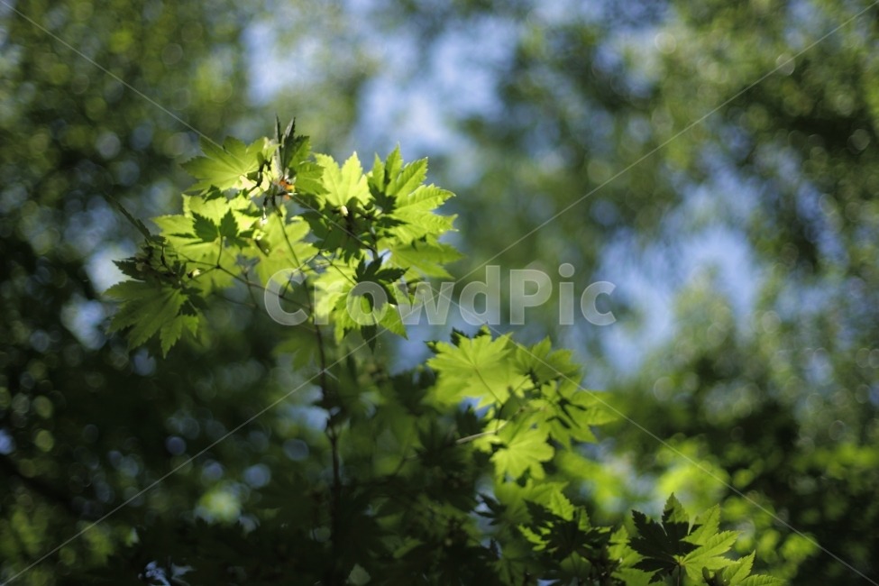 단풍,봄,자연,식물,풍경,식물,자연,plants,nature