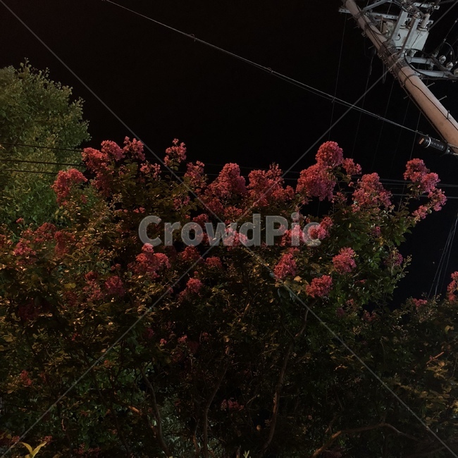 꽃,잎,꽃잎,밤,풍경
