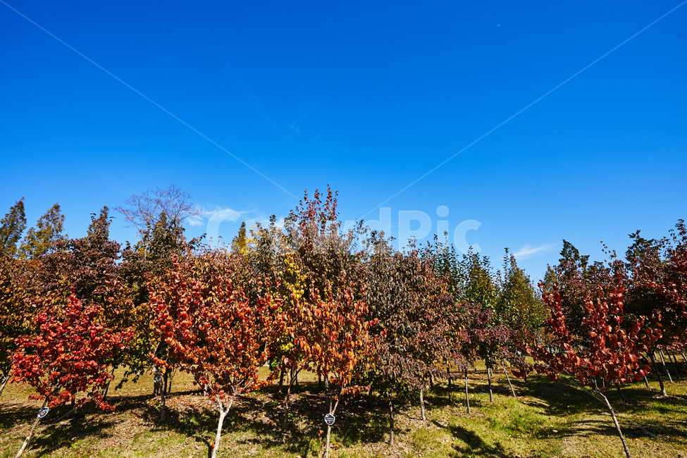 순천만국가정원,풍경,순천만정원,순천,단풍,가을,자연,풍경,nature,landscape,plant,식물,tree,나무