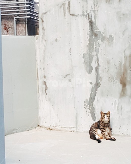 길고양이,고양이,힙한고양이,고등어고양이,예쁜고양이,고양이뱃살,동물,animal,포유류,mammal,고양이,cat,kitten,kitty