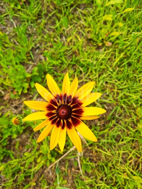 루드베키아,coneflower,flower,cone,노란색,꽃,배경,백그라운드,자연,정원,감상,예쁜,아름다운,화려한,이미지,취미,태양,sun,beauty,nature,garden,hobby,colorful,yellow,image,식물,자연,plants,nature,꽃,flower