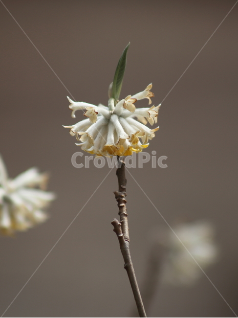 삼지닥나무,꽃,봄,paperbush,edgeworthiachrysantha,식물,자연,plants,nature,꽃,flower