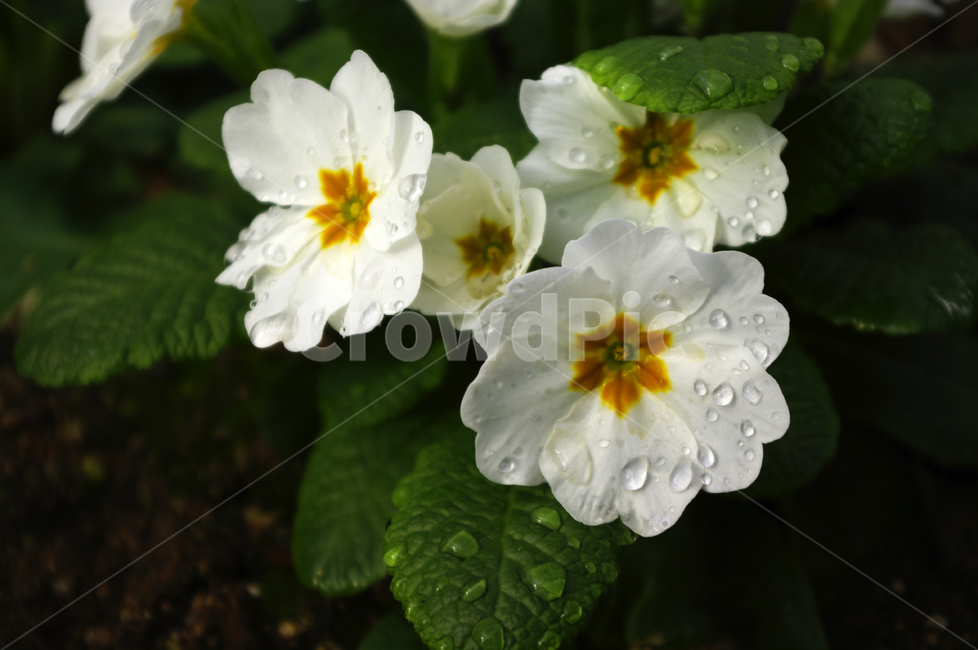 꽃,flower,plant,식물,자연,꽃잎,식물,자연,plants,nature,꽃,flower