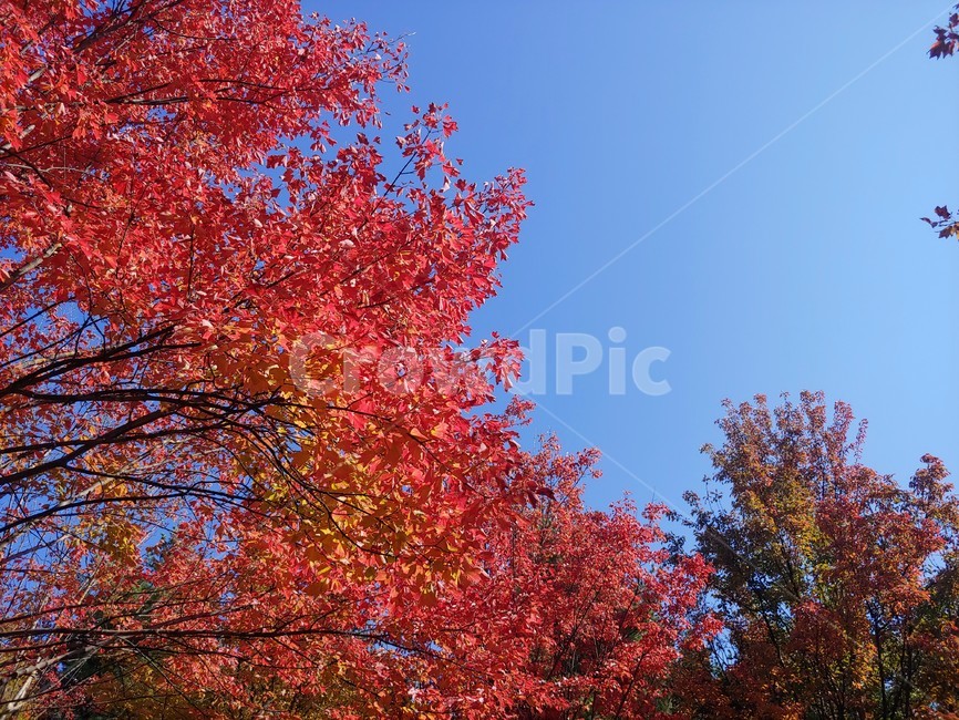단풍,maple,나무,가을,leaf