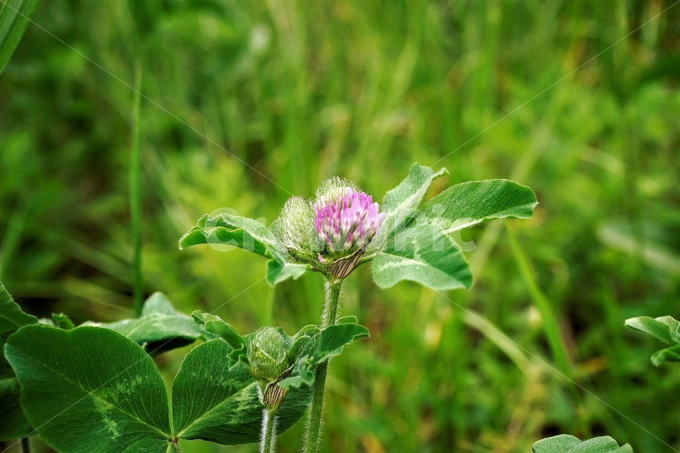 토끼풀,붉은토끼풀,귀화식물,풀,클로버,crimsonclover,grass,green,nature,plant,redclover,trifolium