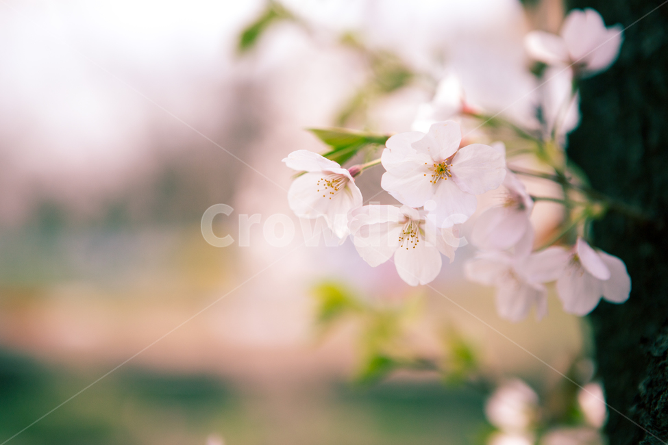 벚꽃,꽃,봄,파란하늘,팝콘,벚꽃만발,여의도벛꽃길,벚꽃축제,하얀꽃,봄,계절,spring,season,식물,자연,plants,nature,꽃,flower,plant