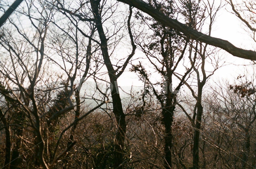 제주도,사려니숲길,jeju,나무,겨울,제주겨울,숲길,산책로,자연,풍경,nature,landscape,tree,plant,식물,tree trunk,나무 줄기