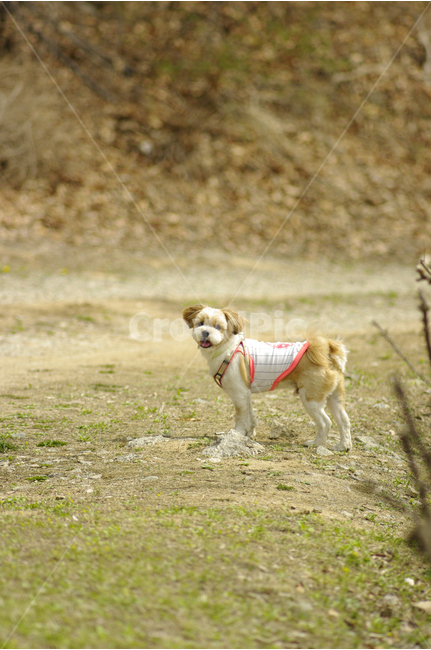 산책,강아지,산길,봄,청룡저수지,바우덕이,동물,animal,포유류,mammal,개,강아지,dog,doggy