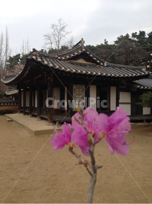허난설헌생가,허난설헌,허균생가,허균,진달래,목조건축,고택,건축,한옥,기와,강릉,대한민국,한국,heonanseolheonsbirthplace,heonanseolheon,heogyunsbirthplace,heogyun,azalea,woodenarchitecture,oldhouse,architecture,hanok,rooftile,gangneung,republicofkorea,southkorea,한국전통,한국문화,korean traditional,korean culture,식물,자연,plants,nature,꽃,flower,건축물,건물외관,exterior,building,structure,architecture,construction