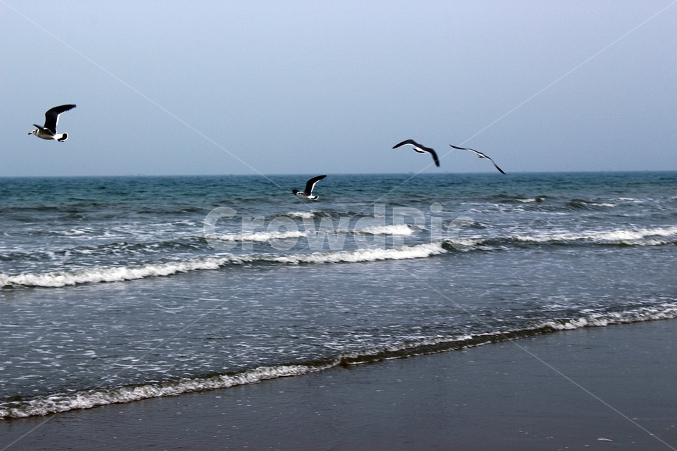 바다,갈매기,하늘,해변,파도,해안,자연,풍경,nature,landscape,해변,바다,beach,sea,동물,animal,조류,새,birds,bird