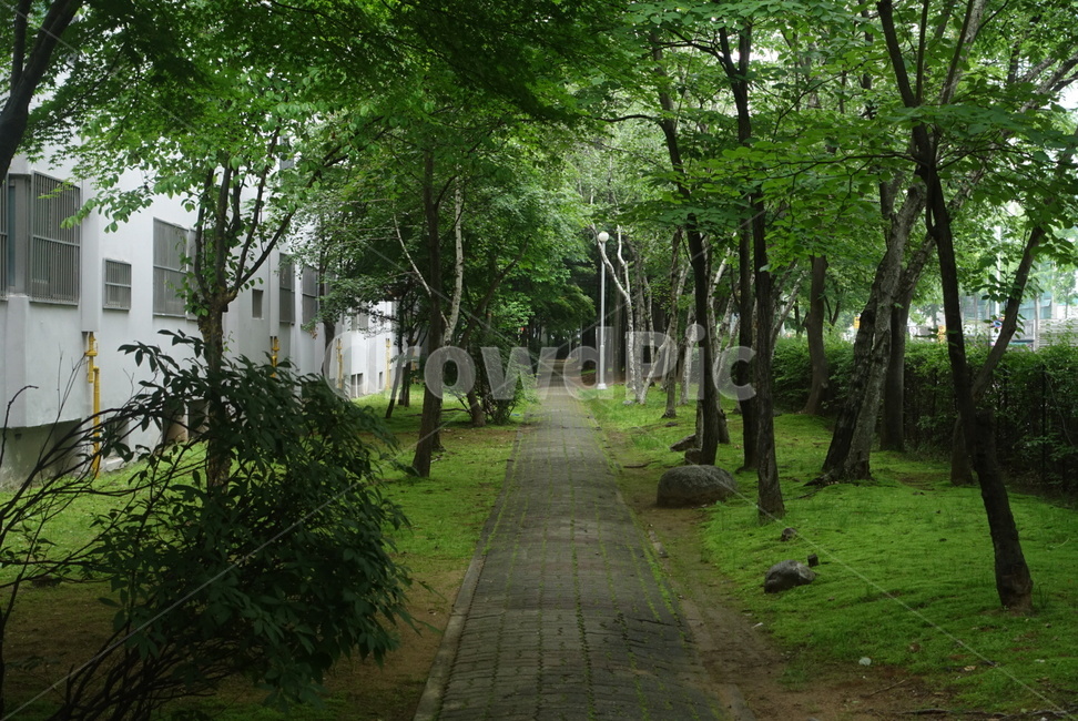 수풀,정원,garden,outdoors,옥외,보도,아파트