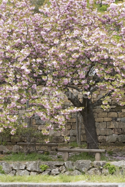 벚꽃,겹벚꽃,꽃,봄,봄꽃,여행,돌담,나무,다울,자연,식물,풍경,배경,백그라운드,봄,계절,spring,season,식물,자연,plants,nature,나무,trees,wood,plant,flower,blossom