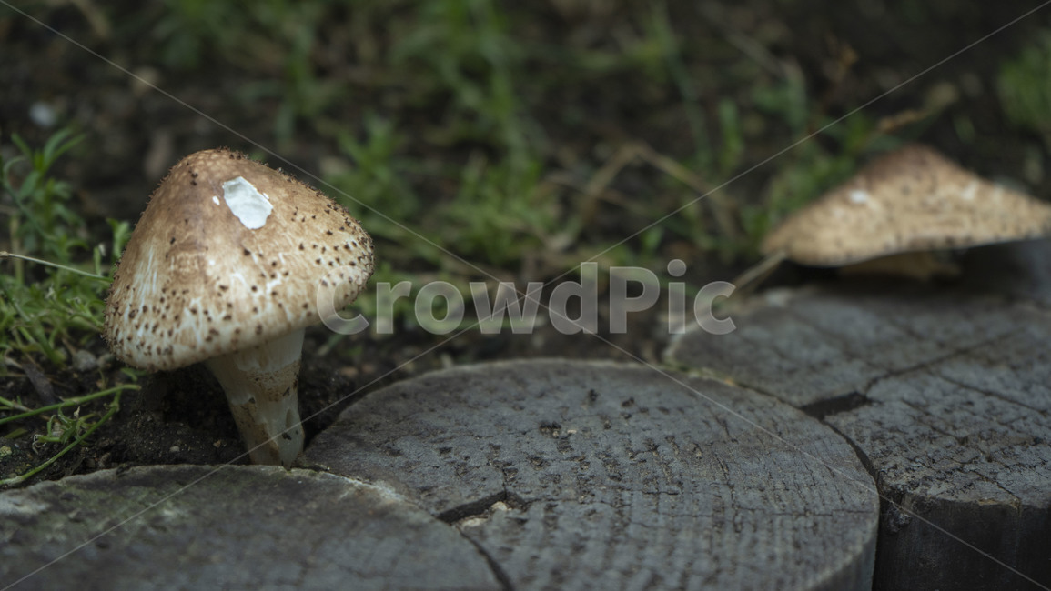 버섯,자연,인공,작은,미니어쳐,야생,식물원,버섯,mushroom