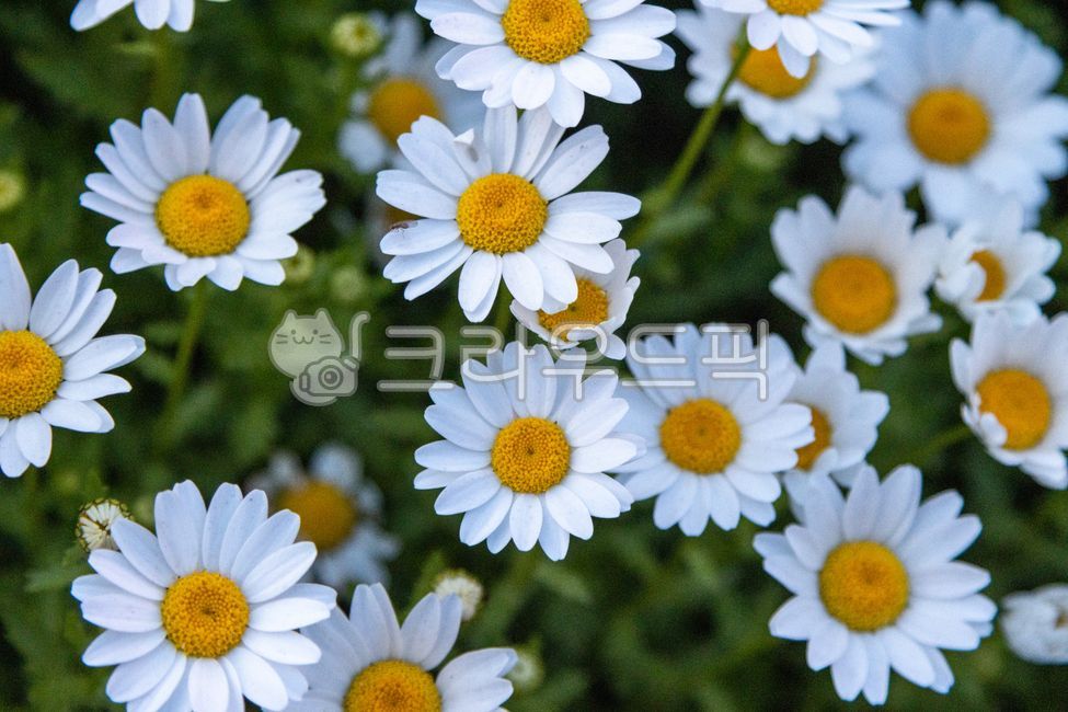데이지, flower, blossom, daisies, 꽃, 사진,이미지,일러스트,캘리그라피 - Paulkim작가