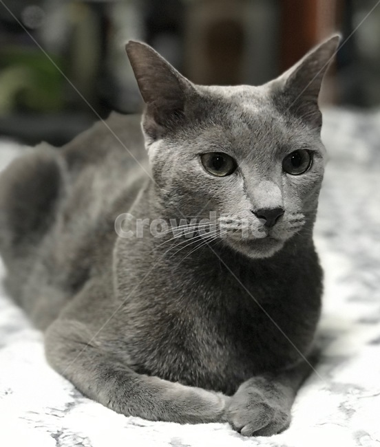고양이,냐옹이,애완동물,반려동물,cat,집사,터키쉬앙고라,러시안블루