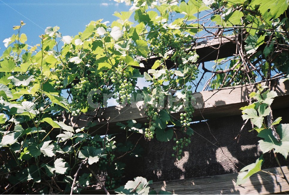 머루포도,여름,포도,풍경,식물,식물,자연,plants,nature,과일,열매,fruit,감성,sensible,feeling