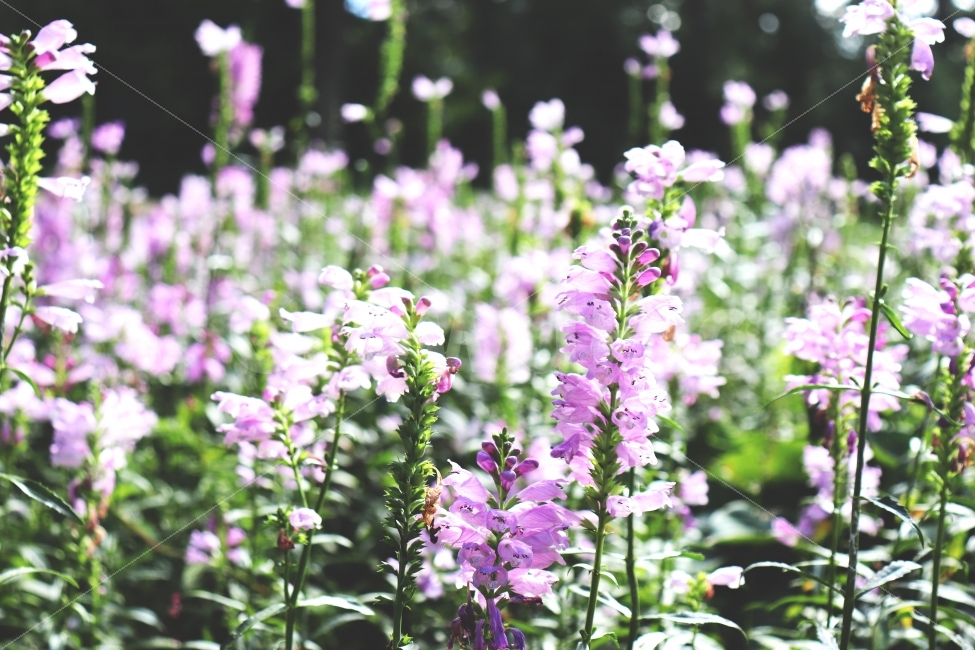 꽃,야생화,가을,풍경,꽃사진,식물,자연,plants,nature,꽃,flower,휴식,힐링,rest,relaxation,healing,감성,sensible,feeling