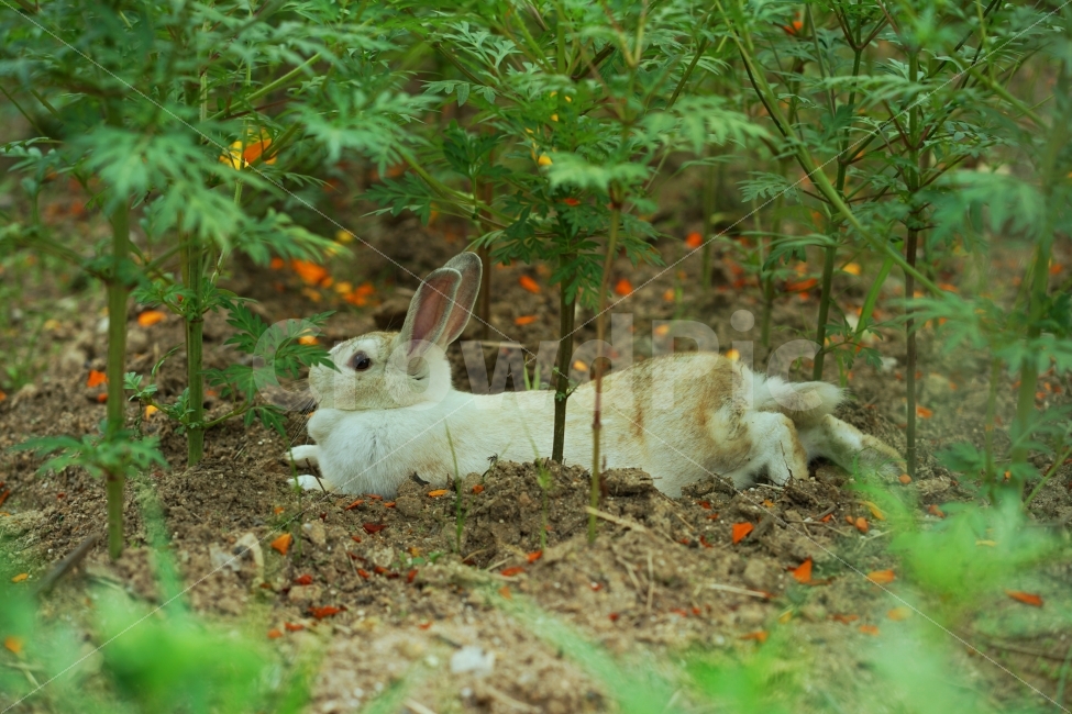 토끼,동물,자연,귀,토끼귀,동물,animal,포유류,mammal