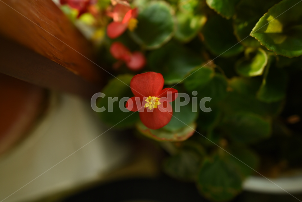 꽃,빨강,red,식물,자연,잎,식물,자연,plants,nature