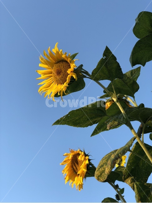 해바라기,sunflower,꽃,flower,blossom,식물,plant,꽃과하늘,sky,bluesky,가을하늘,가을꽃,노란색,노란꽃,시골