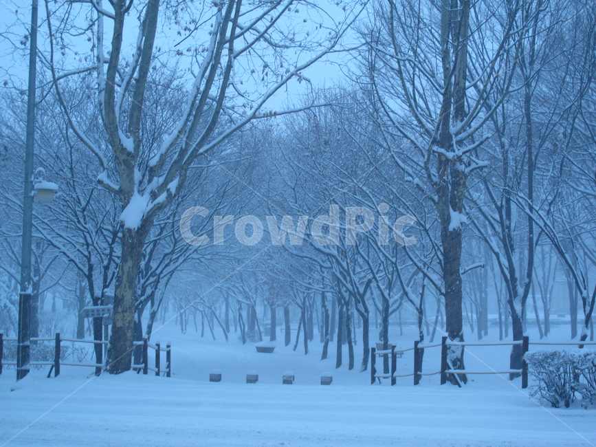 설경,눈,눈온풍경,쌓인눈,눈사진,양재시민의숲,겨울,나무,눈꽃,snow,winter,forest,tree,G10,canonG10,캐논G10,canon,캐논,겨울,계절,winter,season,자연,풍경,nature,landscape,식물,plants,나무,trees,wood,outdoors,옥외,storm,폭풍,blizzard,눈보라