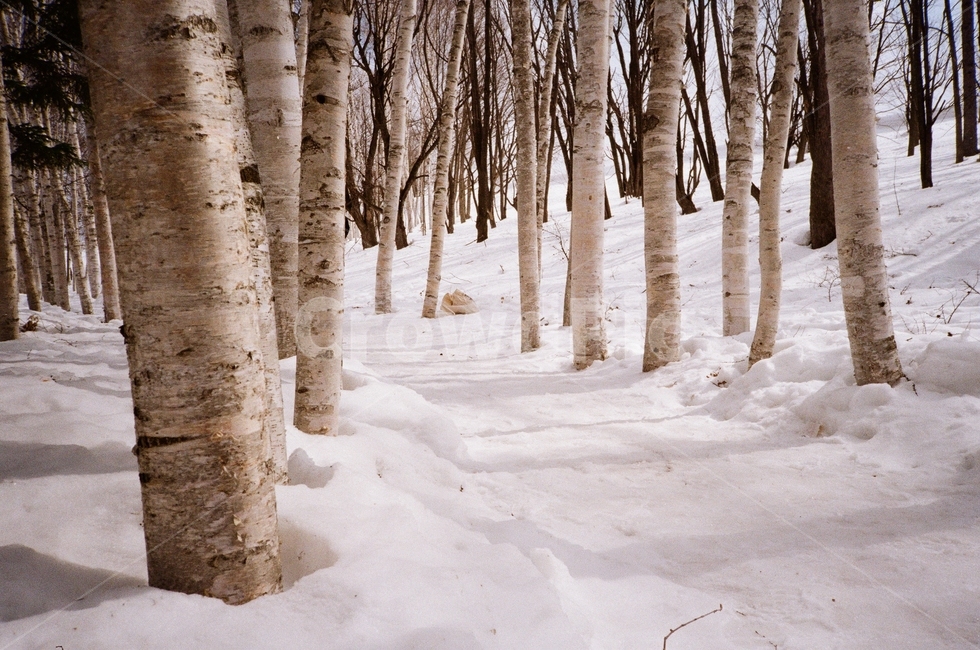 일본,훗카이도,비에이,japan,hokkaido,자작나무,birch,흰나무,눈,겨울,tree,나무,plant,식물,film,filmcamera,겨울,계절,winter,season