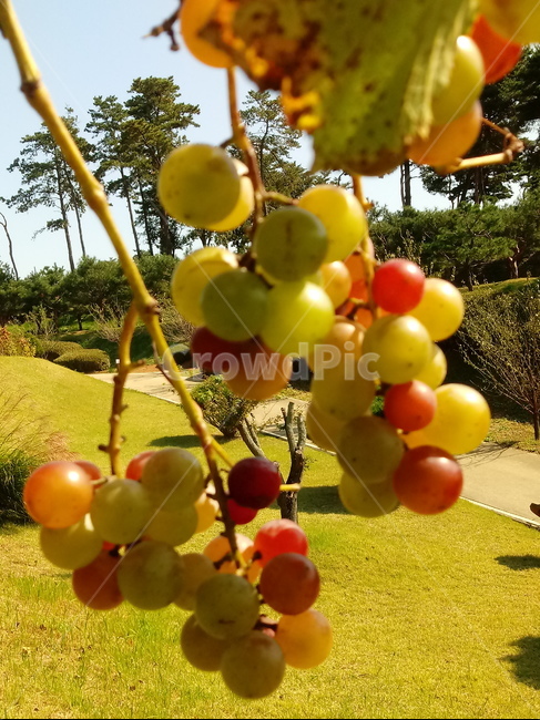 포도,과일,열매,식물,fruit,grapes,plant,과일,열매,fruit