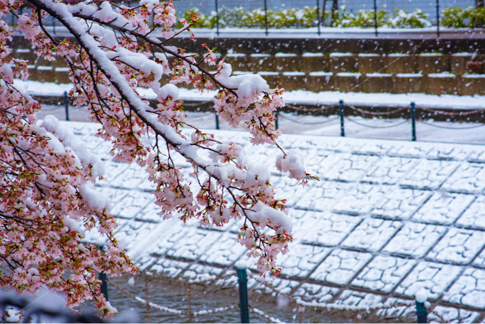 벚꽃,봄,겨울,눈,눈꽃,이상기온,풍경,식물,plant,flower,snow,cherryblossom,bossom,winter,spring
