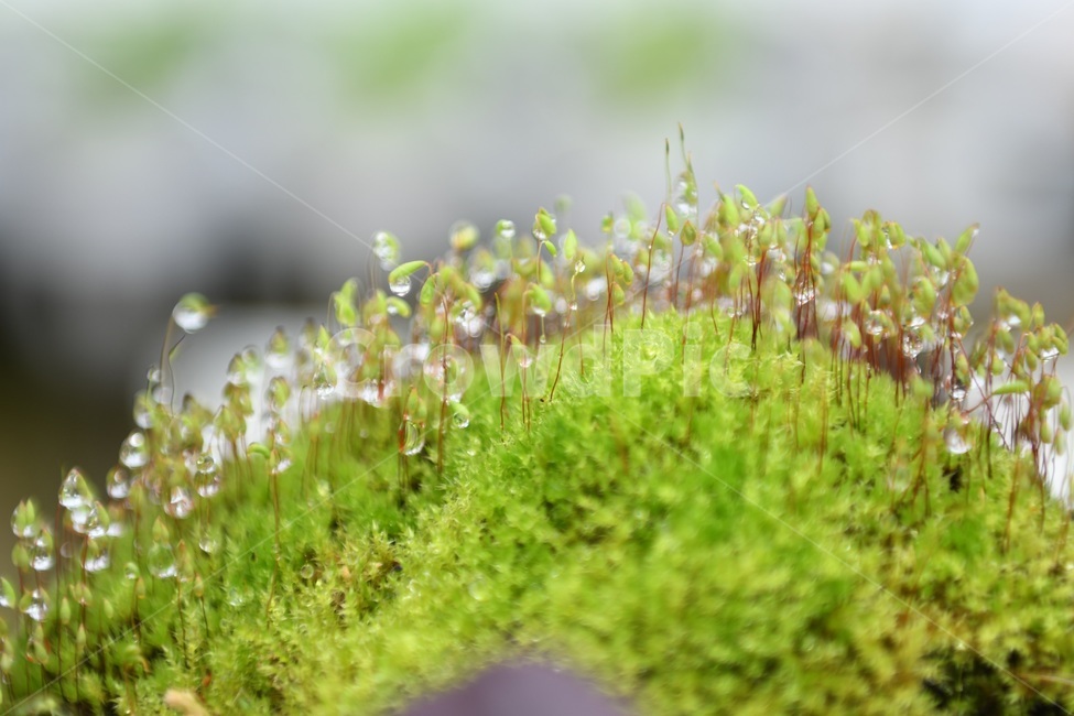 식물,꽃,감성사진,자연,flower,꽃사진,봄,봄꽃,계절,빗방울,비,감성,4월,spring,힐링,자연풍경,풍경,봄,계절,spring,season,식물,자연,plants,nature,moss,이끼,plant