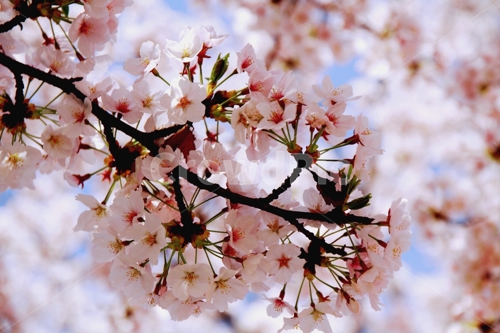 벚꽃,식물,plant,blossom,flower,꽃,벚꽃나무,꽃잎,나무,봄,봄나무,식물,자연,plants,nature,꽃,flower