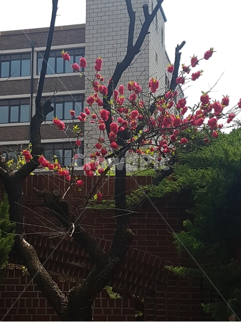 꽃,봄,봄꽃,나무,담장,식물,자연,plants,nature,꽃,flower