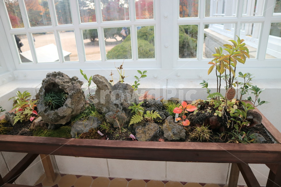 창경궁,대온실,창경궁대온실,내부,식물,나무,식물,자연,plants,nature,실내용화초,화분,화초,house plant