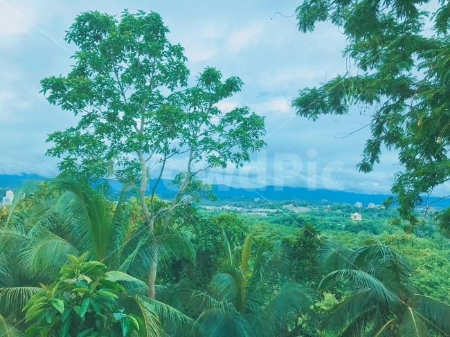 정글,여행,코타키나발루,자연,나무,풍경,자연,풍경,nature,landscape,해외,외국,세계,foreign,oversea,world,land,땅,outdoors,옥외,vegetation,초목,plant,식물,summer,여름