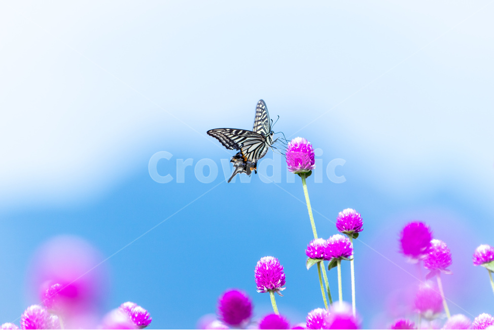 식물,자연,꽃,천일홍,나비,호랑나비,식물,자연,plants,nature,꽃,flower,동물,animal,곤충,벌레,insect,bug
