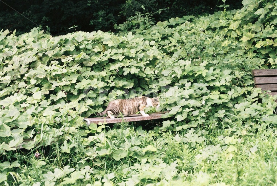 고양이,길고양이,식물,녹색,자연,cat,감성,필름,필름카메라,동물,animal,포유류,mammal,고양이,cat,kitten,kitty