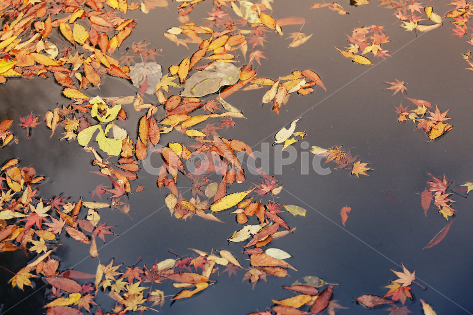 가을,자연,낙엽,풍경,단풍,가을,계절,fall,autumn,season,plant,식물,leaf,잎