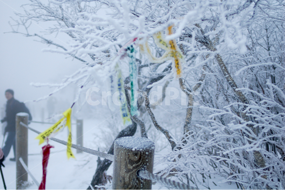 태백산,주목,등산,겨울산,설경,눈꽃,겨울,계절,winter,season,식물,자연,plants,nature