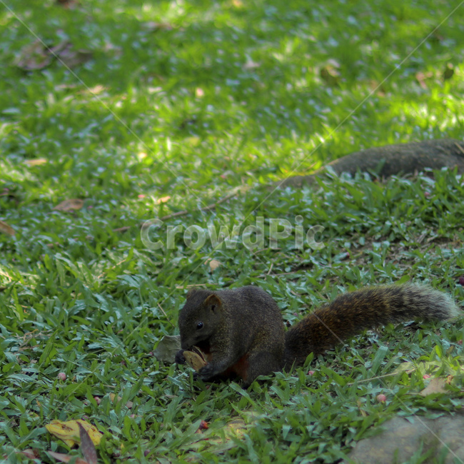 청설모,동물,animal,squirrel,야생동물,동물,animal,포유류,mammal