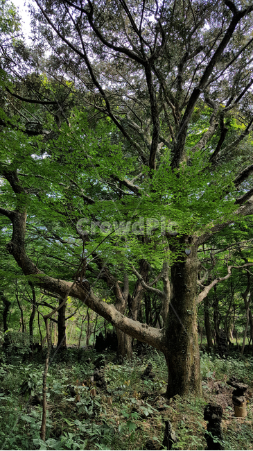 비자림,비자림숲,나무,tree,식물,숲,숲길,자연,자연,풍경,nature,landscape,식물,plants,나무,trees,wood