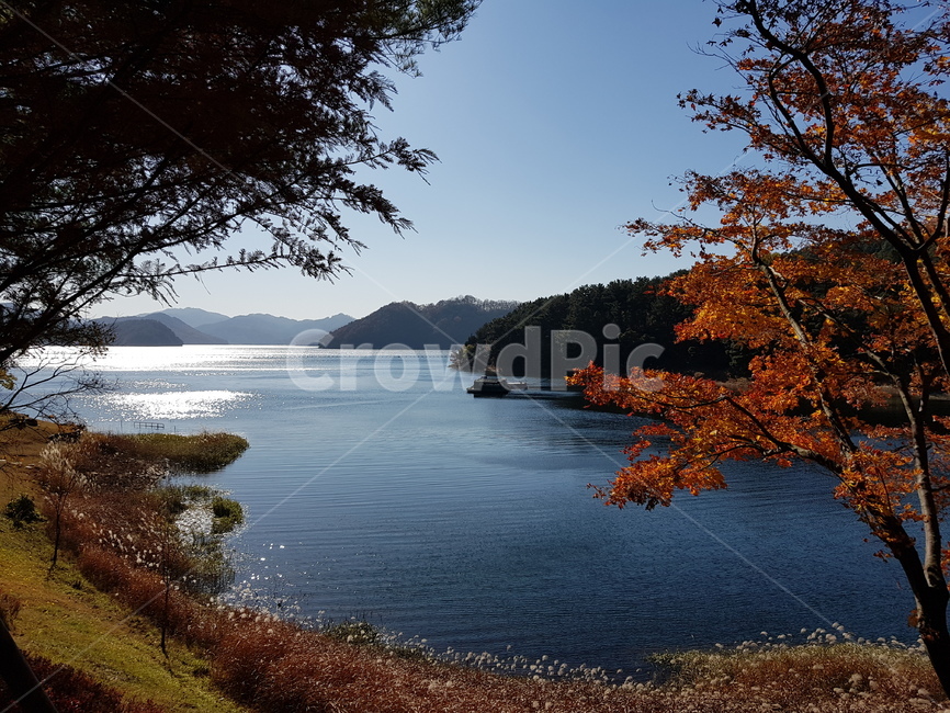 호수단풍,단풍,단풍호수,가을대청호,청남대,대청호,가을청남대,청남대가을,청남대단풍,대청호가을,대청호단풍,대청호수,단풍나무,호수,물,파란하늘,맑은하늘,하늘,물가,단풍나무들