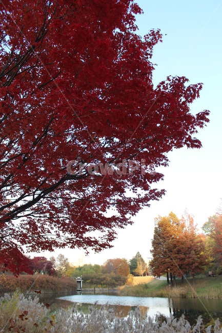 단풍나무,단풍나무잎,가을풍경,풍경,붉은단풍,가을,계절,fall,autumn,season,자연,풍경,nature,landscape,tree,나무,plant,식물,maple,단풍