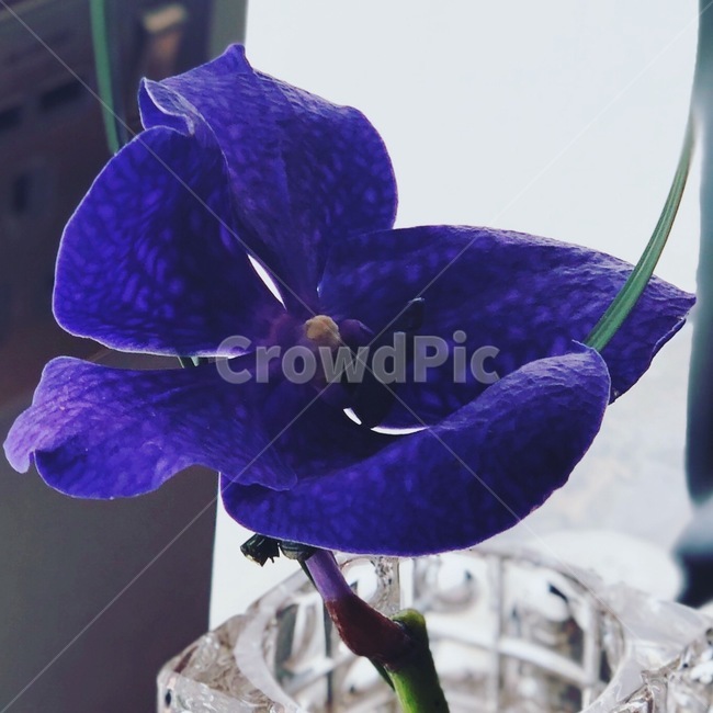 꽃,보라색,테이블장식,소품,난