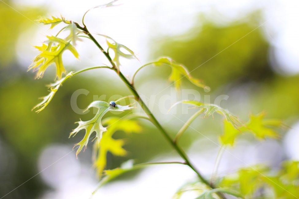 자연,식물,곤충,초록색,아웃포커싱,식물,자연,plants,nature,휴식,힐링,rest,relaxation,healing,동물,animal,곤충,벌레,insect,bug,감성,sensible,feeling