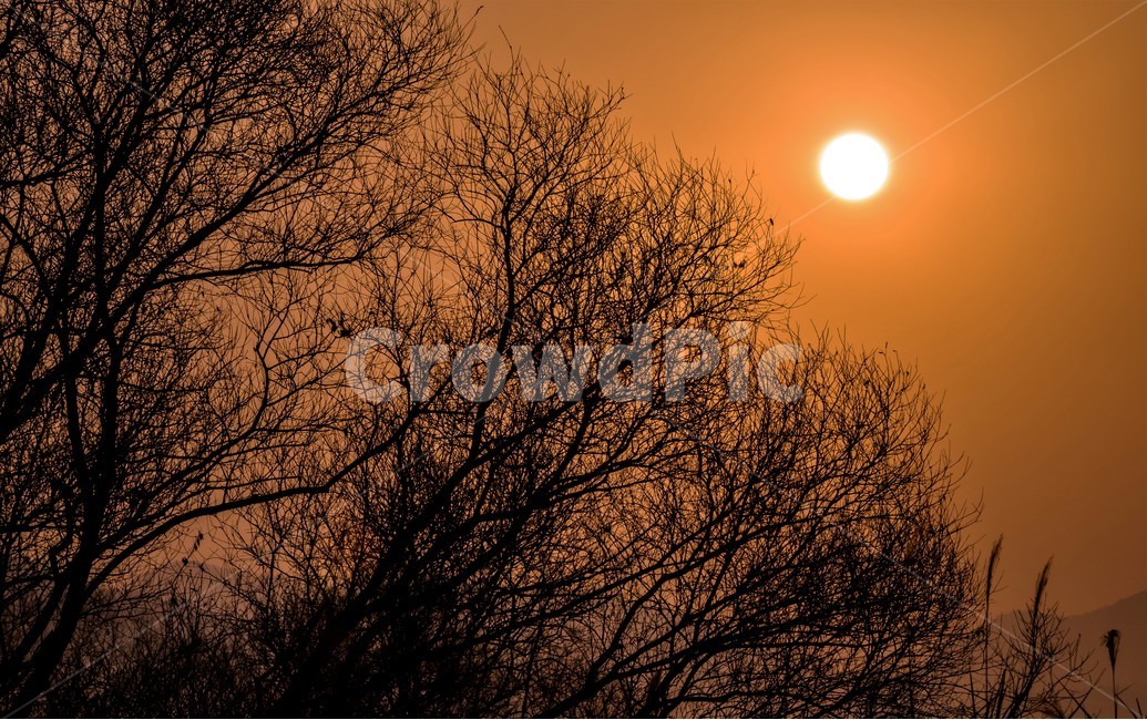 태양,해,나무,아침,자연,풍경,자연,풍경,nature,landscape,식물,plants,나무,trees,wood,outdoors,옥외,sunlight,햇빛,sky,하늘