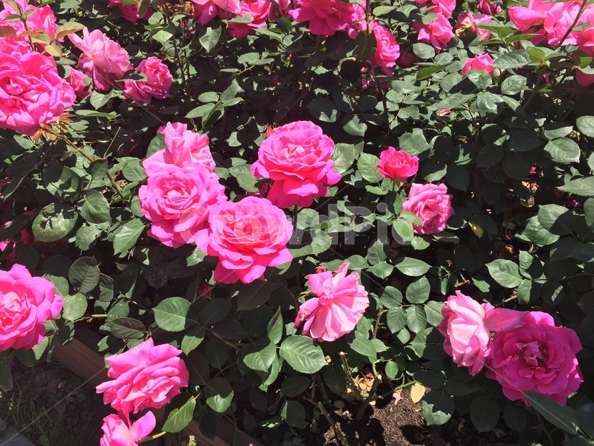 꽃,장미,분홍장미,핑크장미,식물,장미꽃밭,rose,식물,자연,plants,nature,꽃,flower