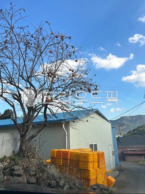시골,감나무,시골풍경,하늘,가을,가을풍경,나무,tree,sky,자연