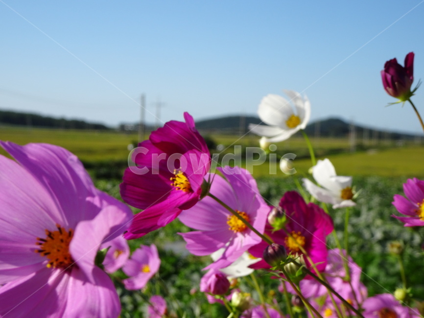 코스모스,꽃,가을,하늘,시골,자연,가을,계절,fall,autumn,season,식물,자연,plants,nature,꽃,flower,geranium,제라늄,plant,blossom